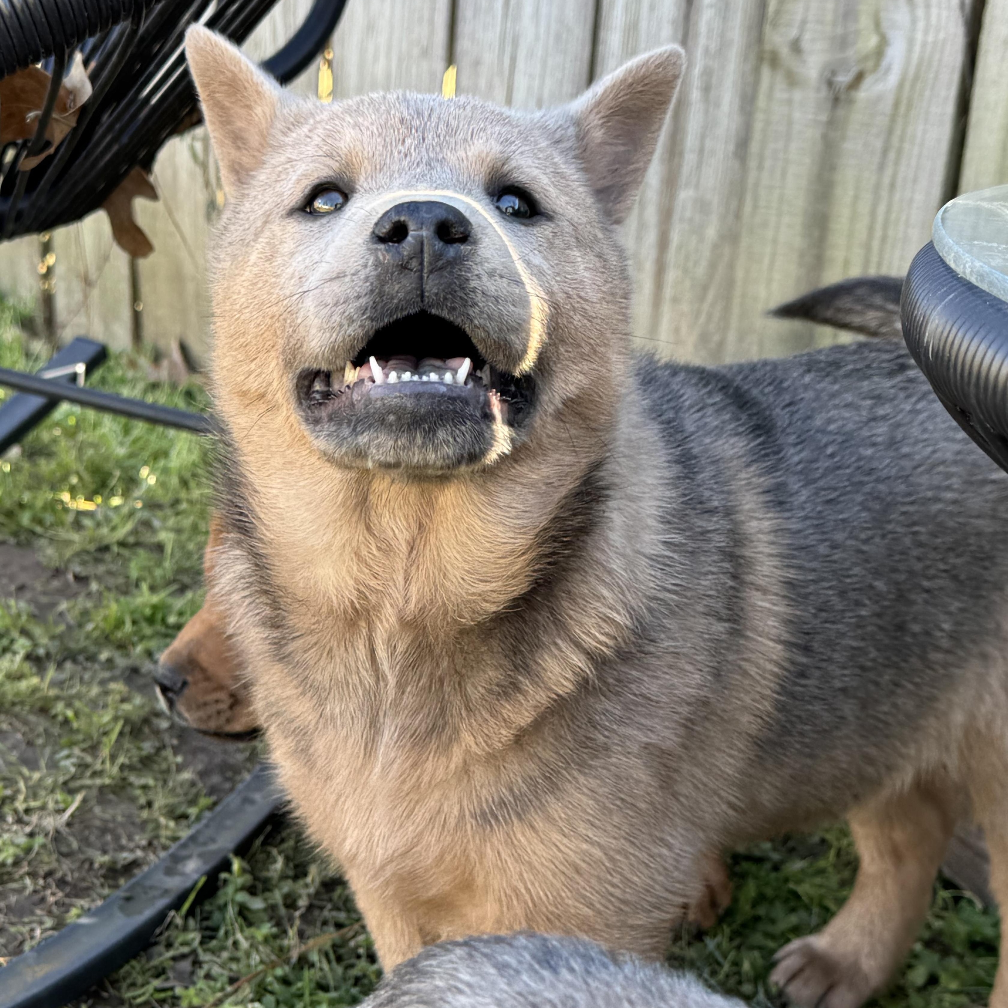 Enlarge Duck, an adoptable mixed breed in Boston, MA image 2/6