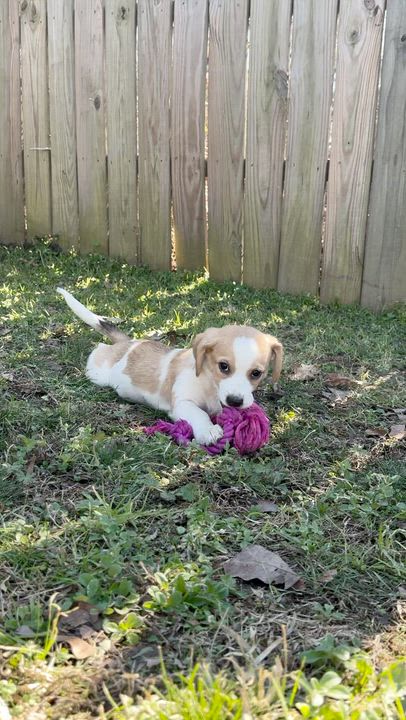 Enlarge Duck, an adoptable mixed breed in Boston, MA video 4/6