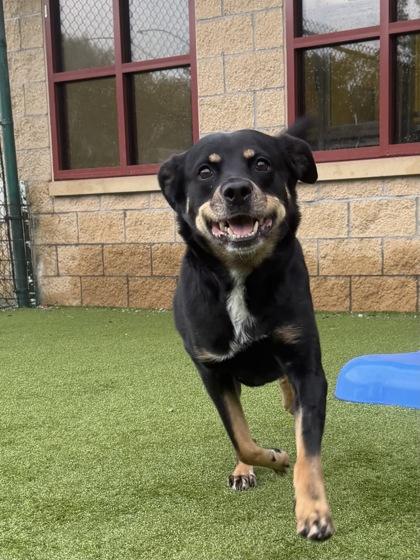 Enlarge Lena, a Adoptable mixed breed in Independence, MO image 1/3