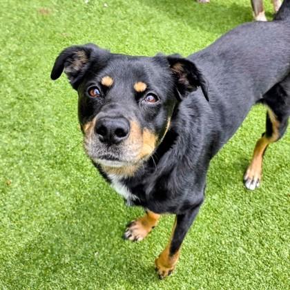 Enlarge Lena, a Adoptable mixed breed in Independence, MO image 2/3