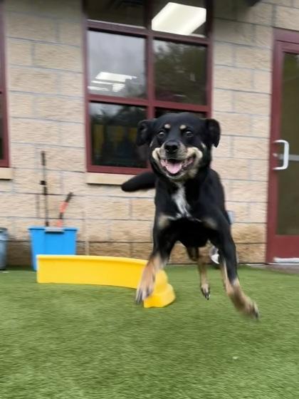 Enlarge Lena, a Adoptable mixed breed in Independence, MO image 3/3