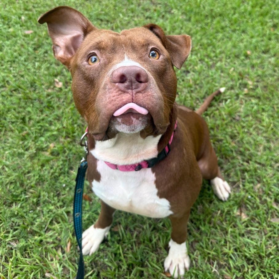 Zeke, Adoptable, Adult Male Mixed Breed.