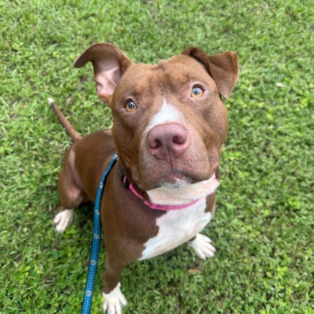 Zeke, a Adoptable Mixed Breed in Sarasota, FL image 2/6