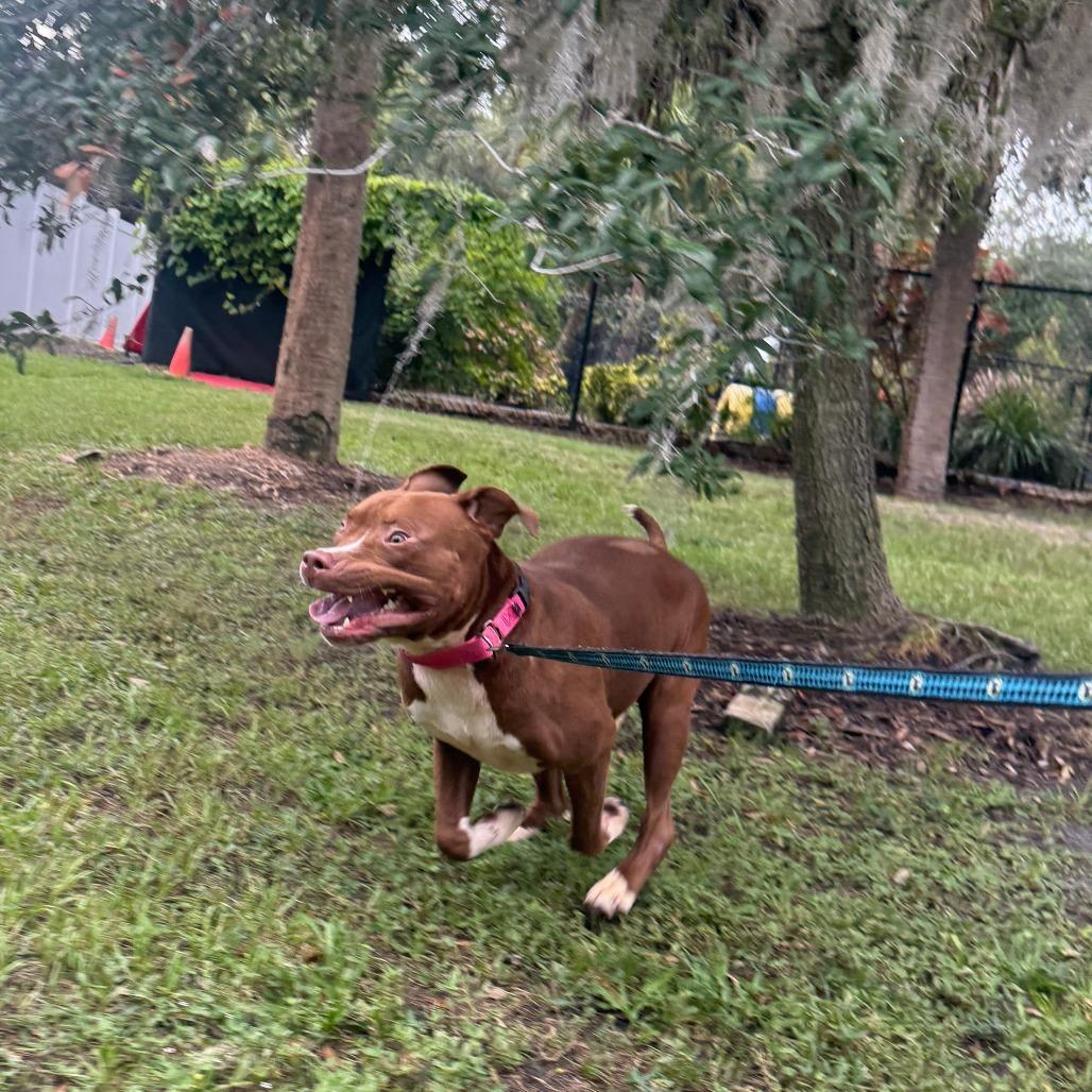 Zeke, a Adoptable Mixed Breed in Sarasota, FL image 3/6
