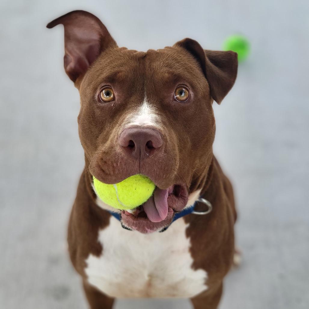 Zeke, a Adoptable Mixed Breed in Sarasota, FL image 4/6