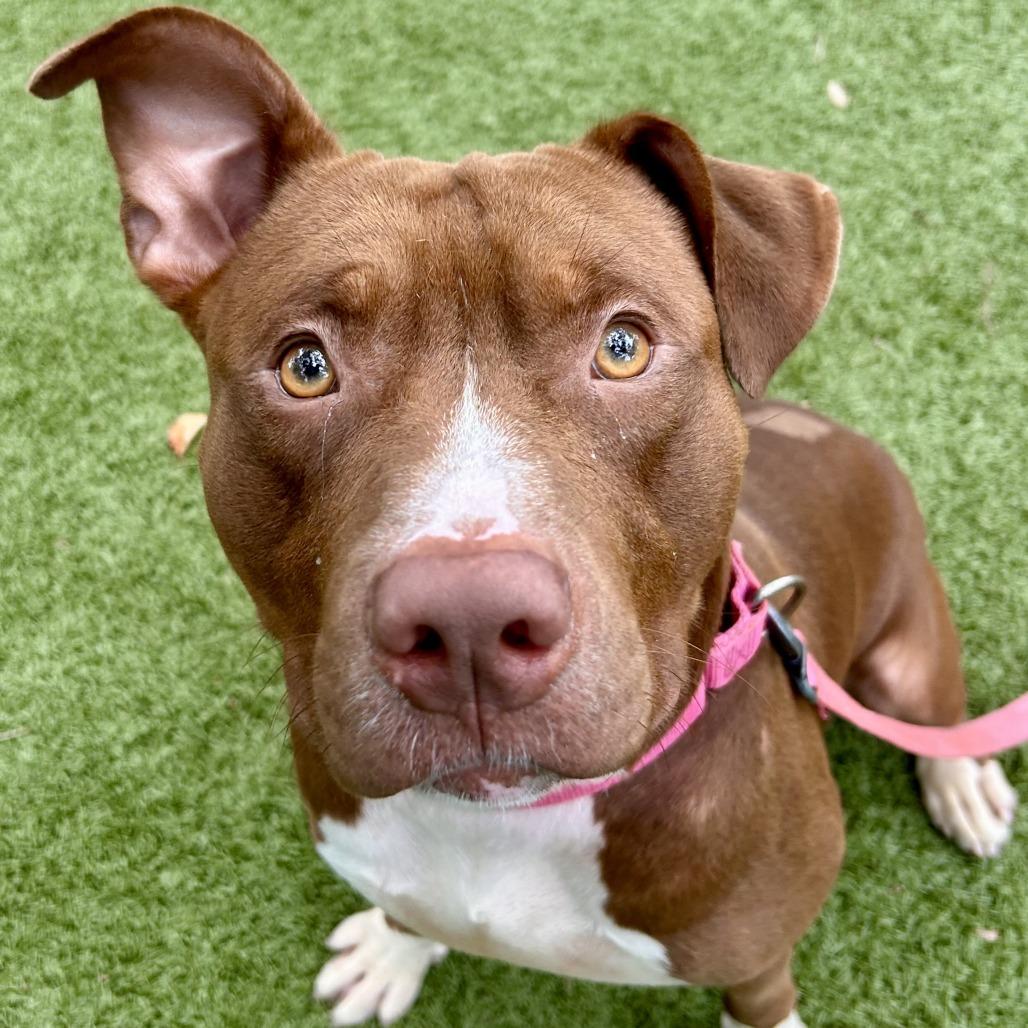 Zeke, a Adoptable Mixed Breed in Sarasota, FL image 5/6