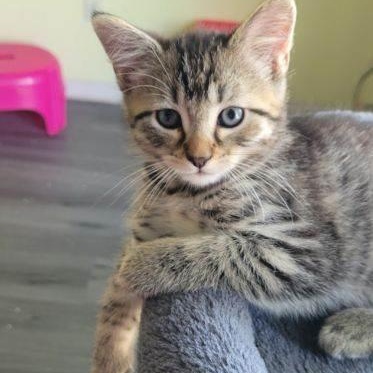 Cosmo - Best Friends with Ariel, Baby Male Domestic Short Hair