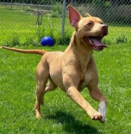 Duke, Adoptable, Adult Male Pit Bull Terrier & Beagle.