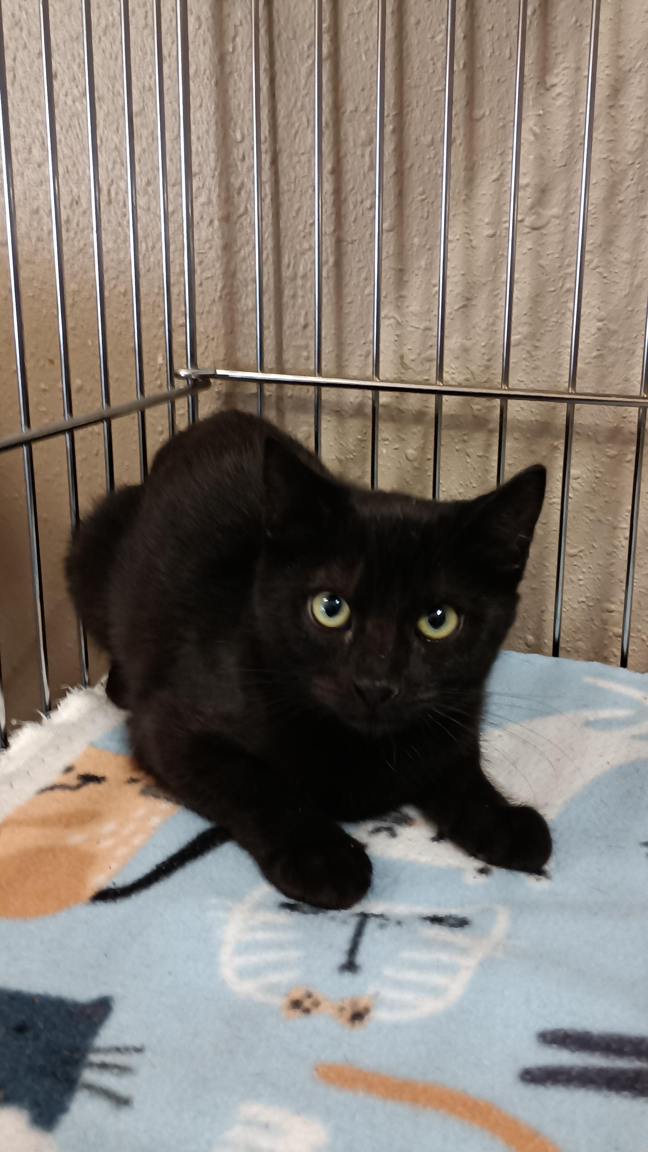 Rosie, an adopted Domestic Short Hair in Gilbert , AZ image 1/2