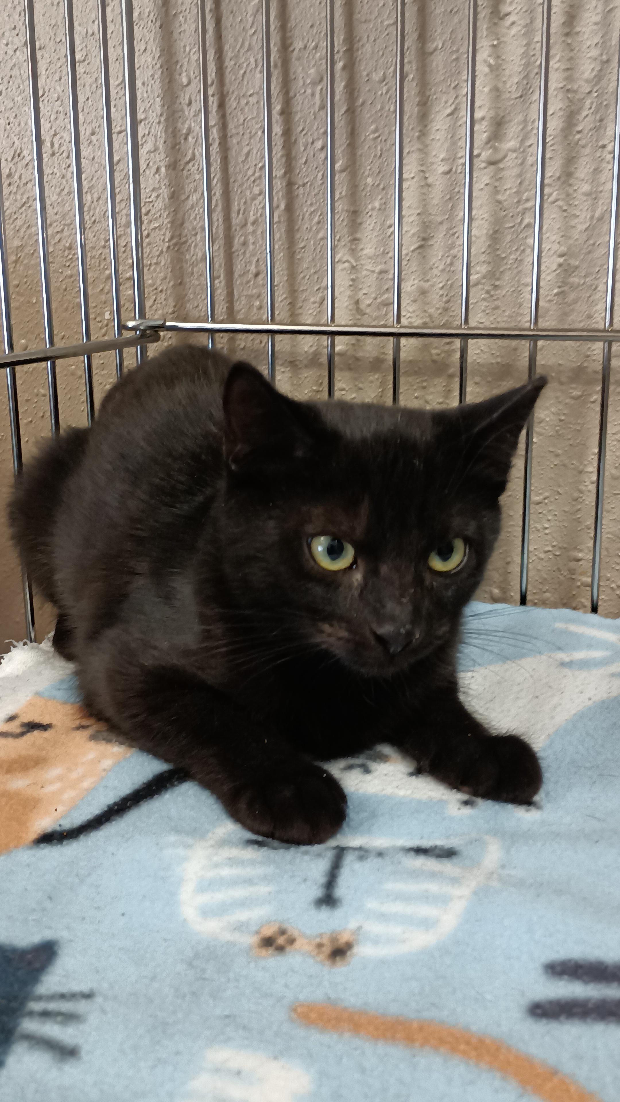 Rosie, an adopted Domestic Short Hair in Gilbert , AZ image 2/2