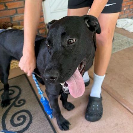 Edamame, Young Female Black Labrador Retriever
