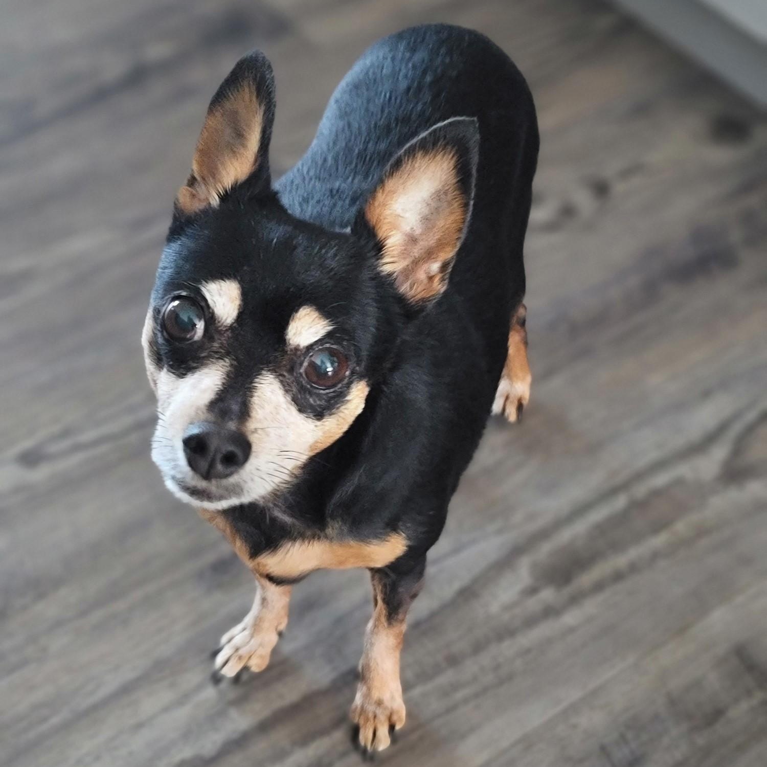 mini pinscher mix with chihuahua