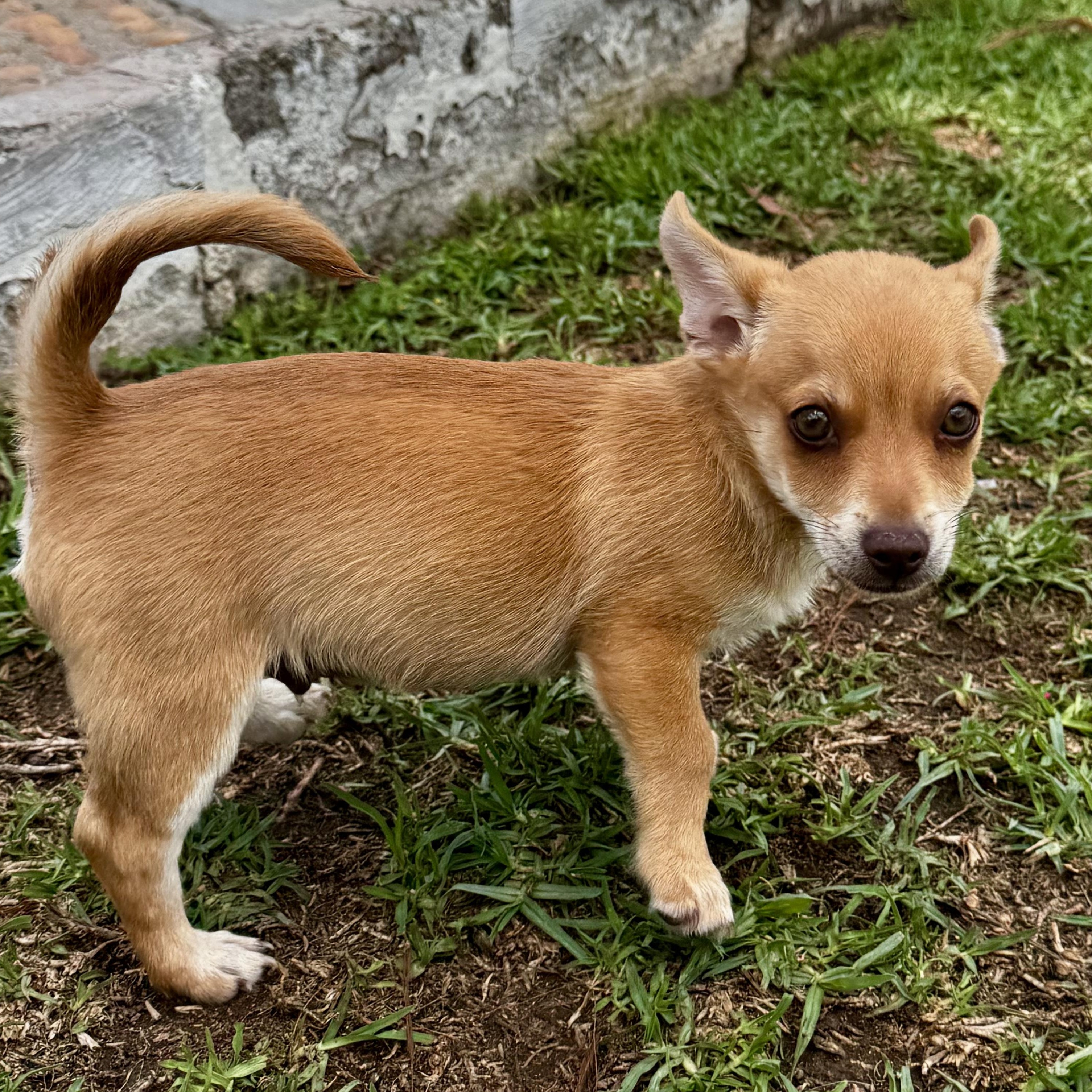 Theodor, an adopted mixed breed in Falls Church, VA image 4/6