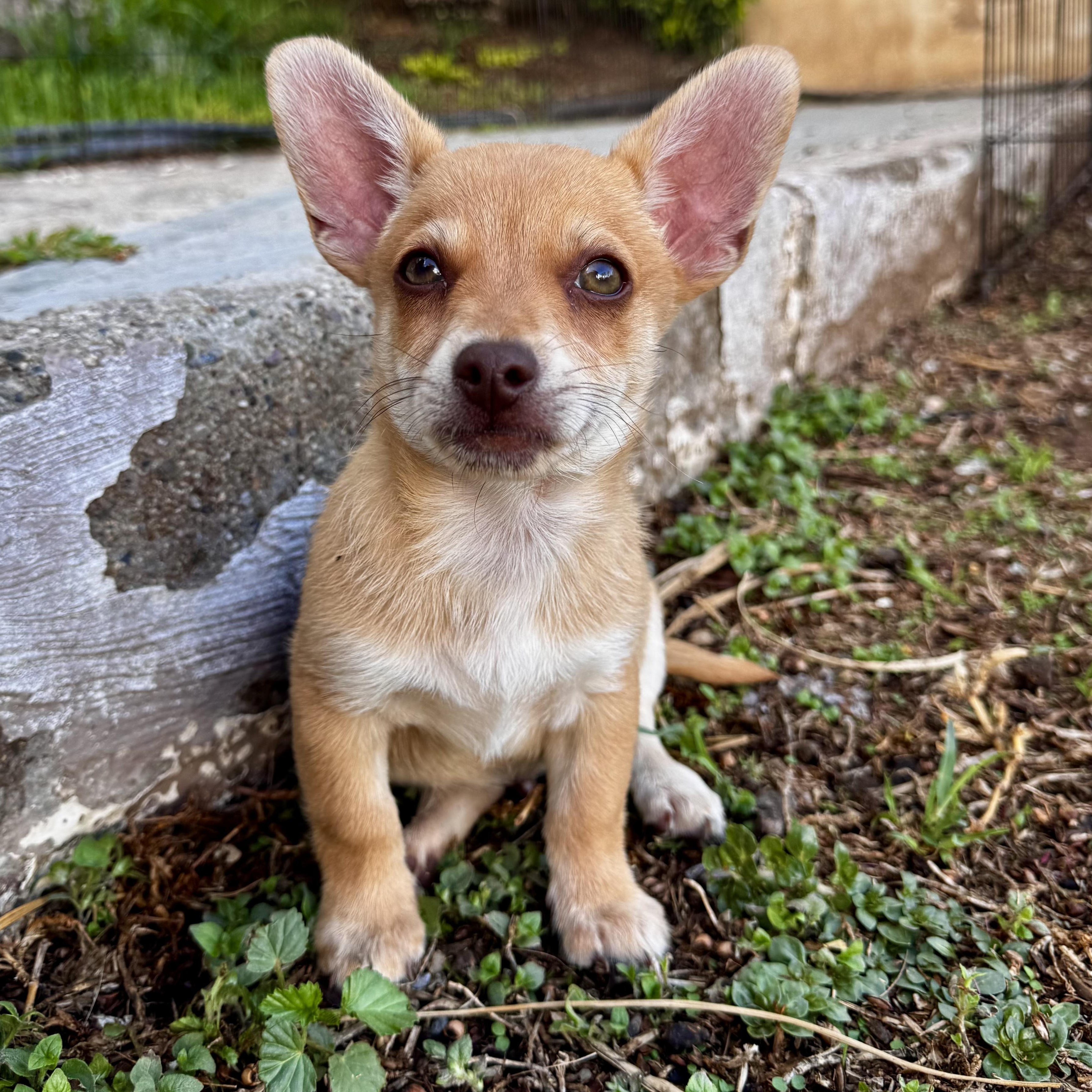 Theodor, an adopted mixed breed in Falls Church, VA image 2/6