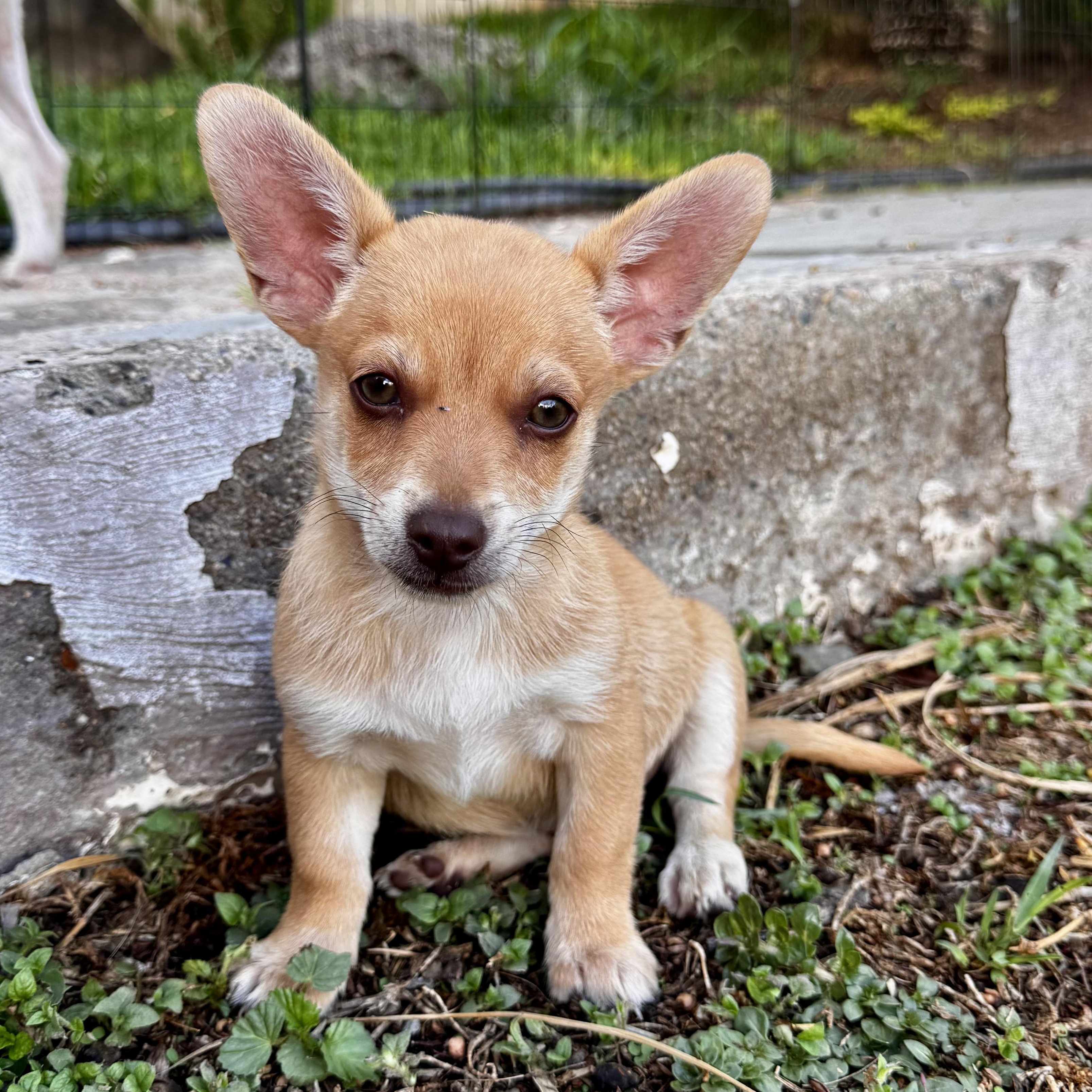 Theodor, an adopted mixed breed in Falls Church, VA image 1/6