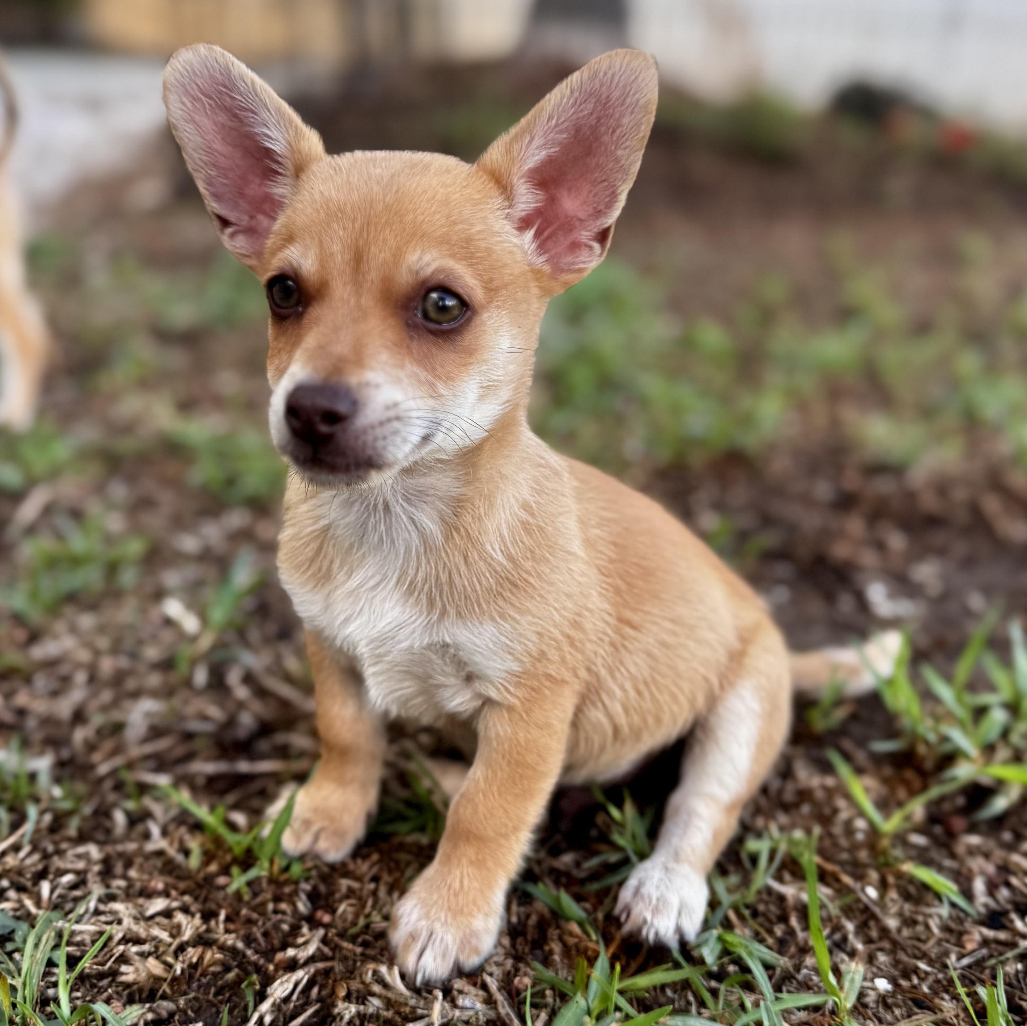 Theodor, an adopted mixed breed in Falls Church, VA image 5/6