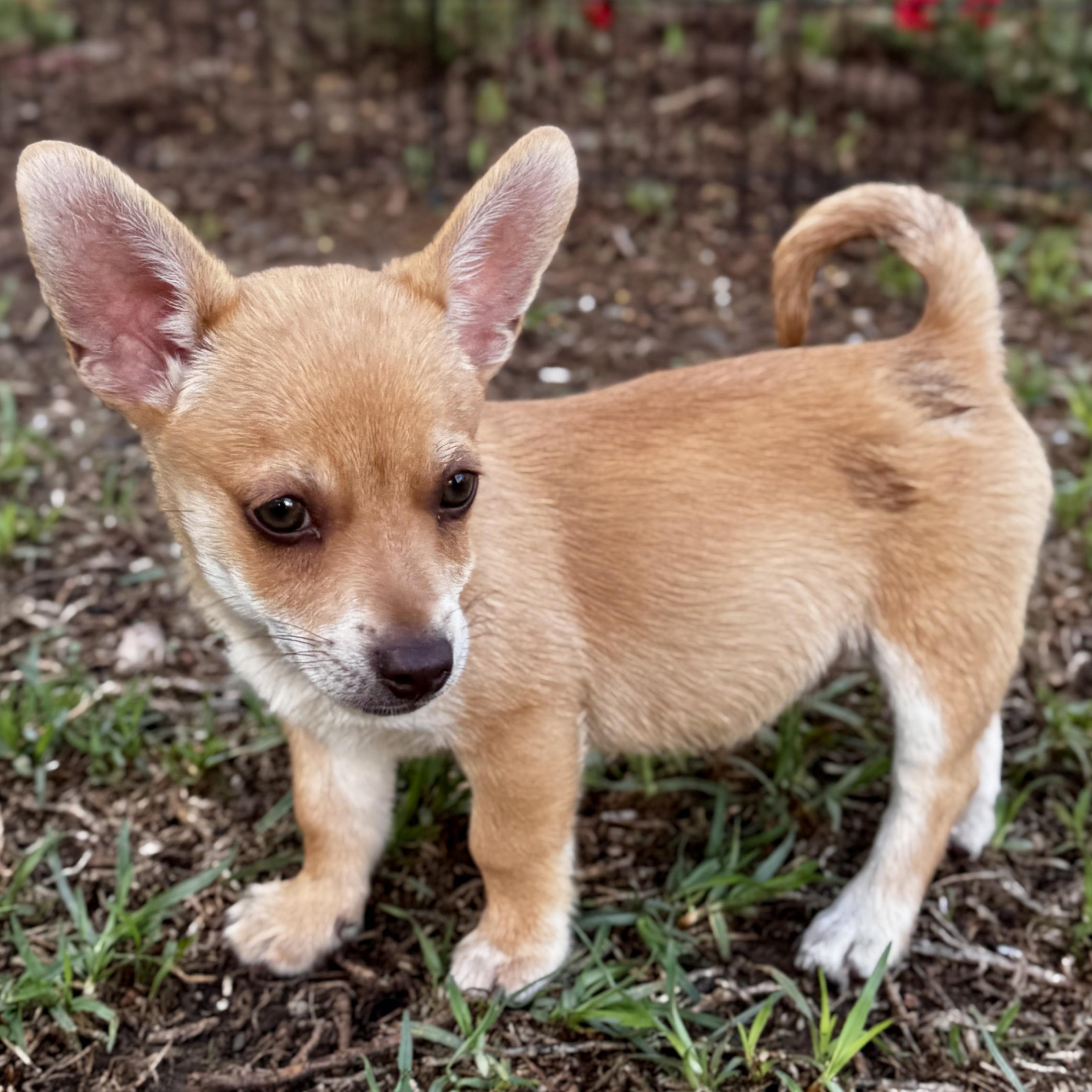 Theodor, an adopted mixed breed in Falls Church, VA image 6/6