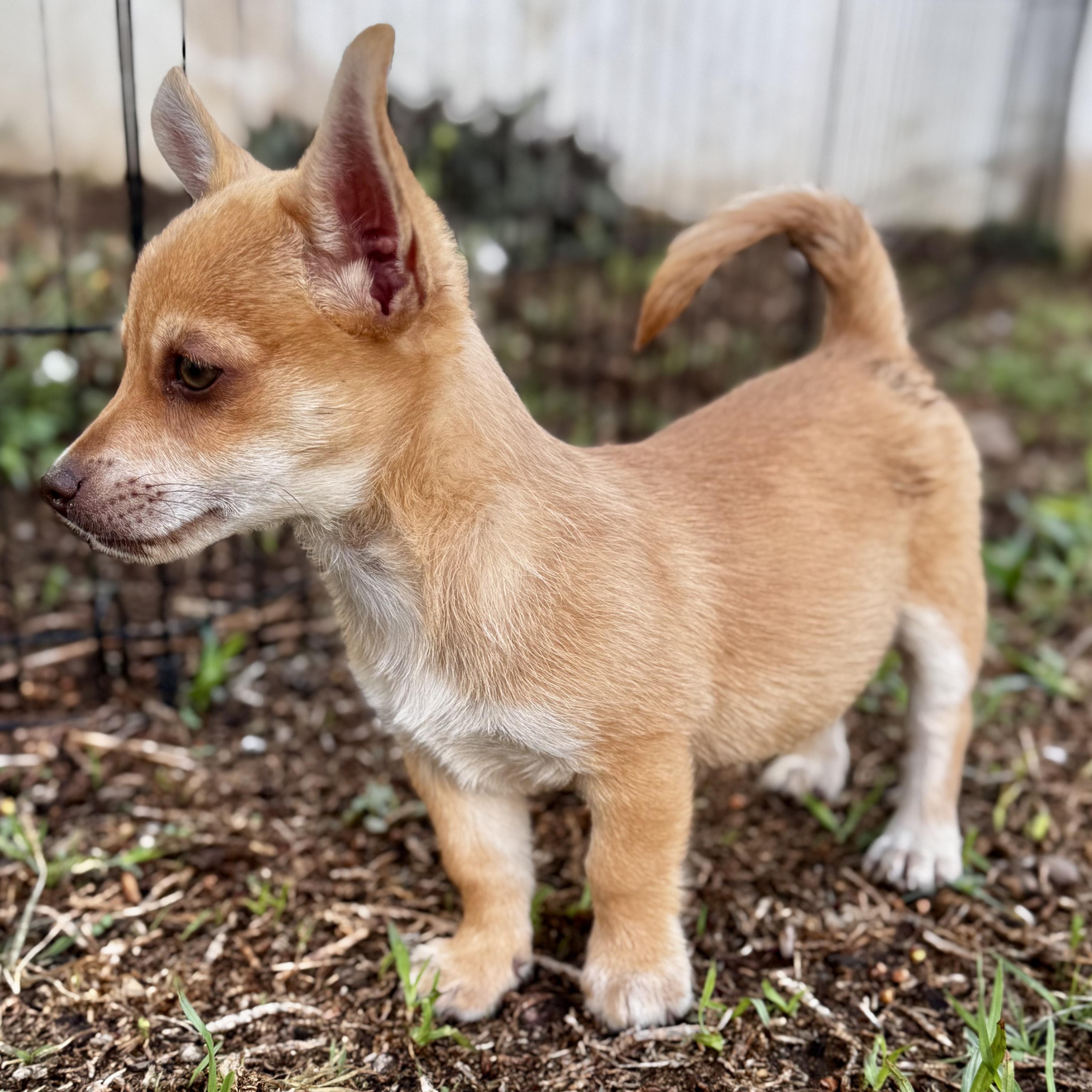 Theodor, an adopted mixed breed in Falls Church, VA image 3/6