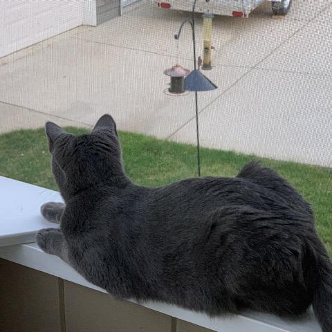 Enlarge Gus, a Adoptable Domestic Short Hair in Middleton, WI image 1/6