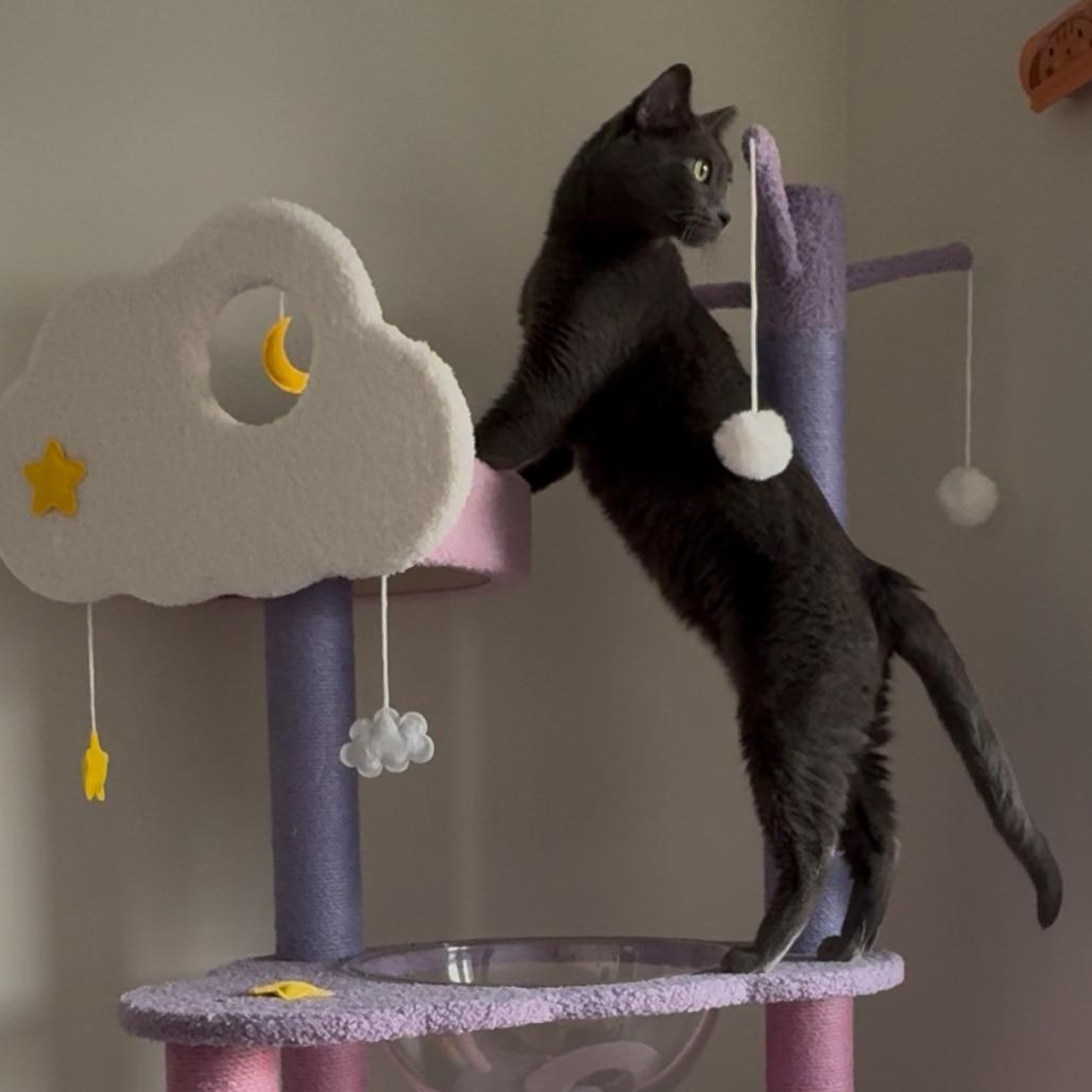 Gus, Adoptable, Adult Male Domestic Short Hair.