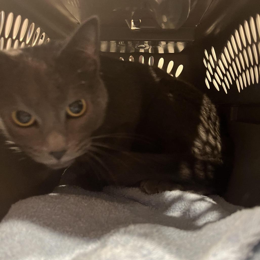 Gus, a Adoptable Domestic Short Hair in Middleton, WI image 2/6