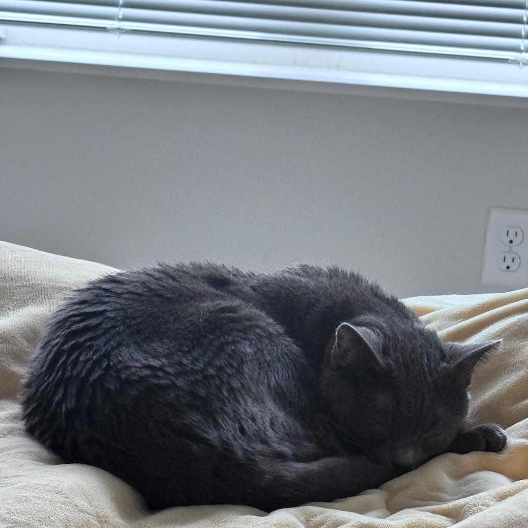 Gus, a Adoptable Domestic Short Hair in Middleton, WI image 3/6