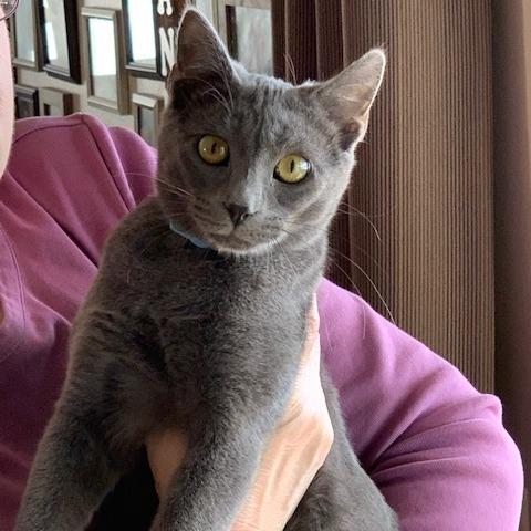 Gus, a Adoptable Domestic Short Hair in Middleton, WI image 4/6