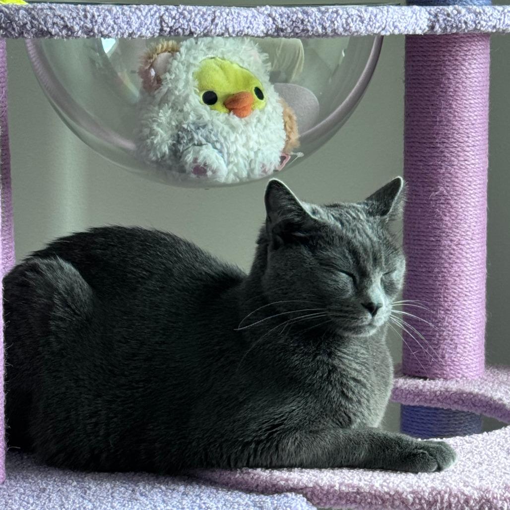 Gus, a Adoptable Domestic Short Hair in Middleton, WI image 5/6