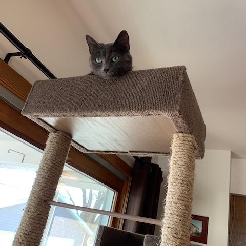 Gus, a Adoptable Domestic Short Hair in Middleton, WI image 6/6