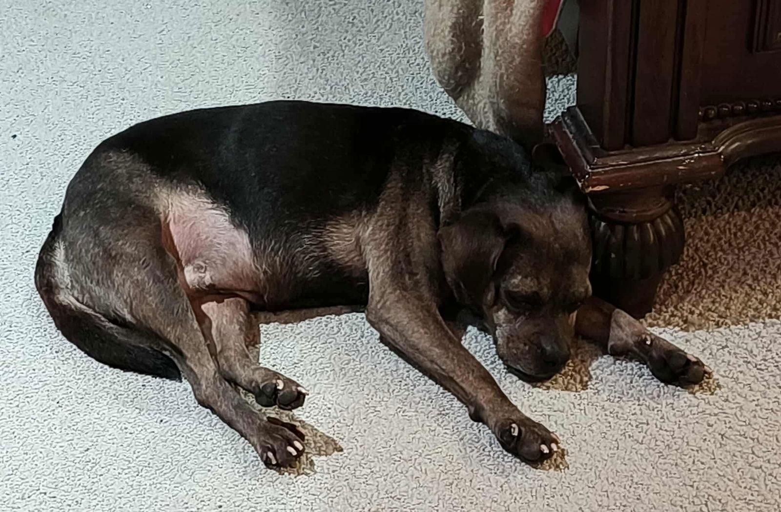 Gertie, Adoptable, Adult Female Terrier.