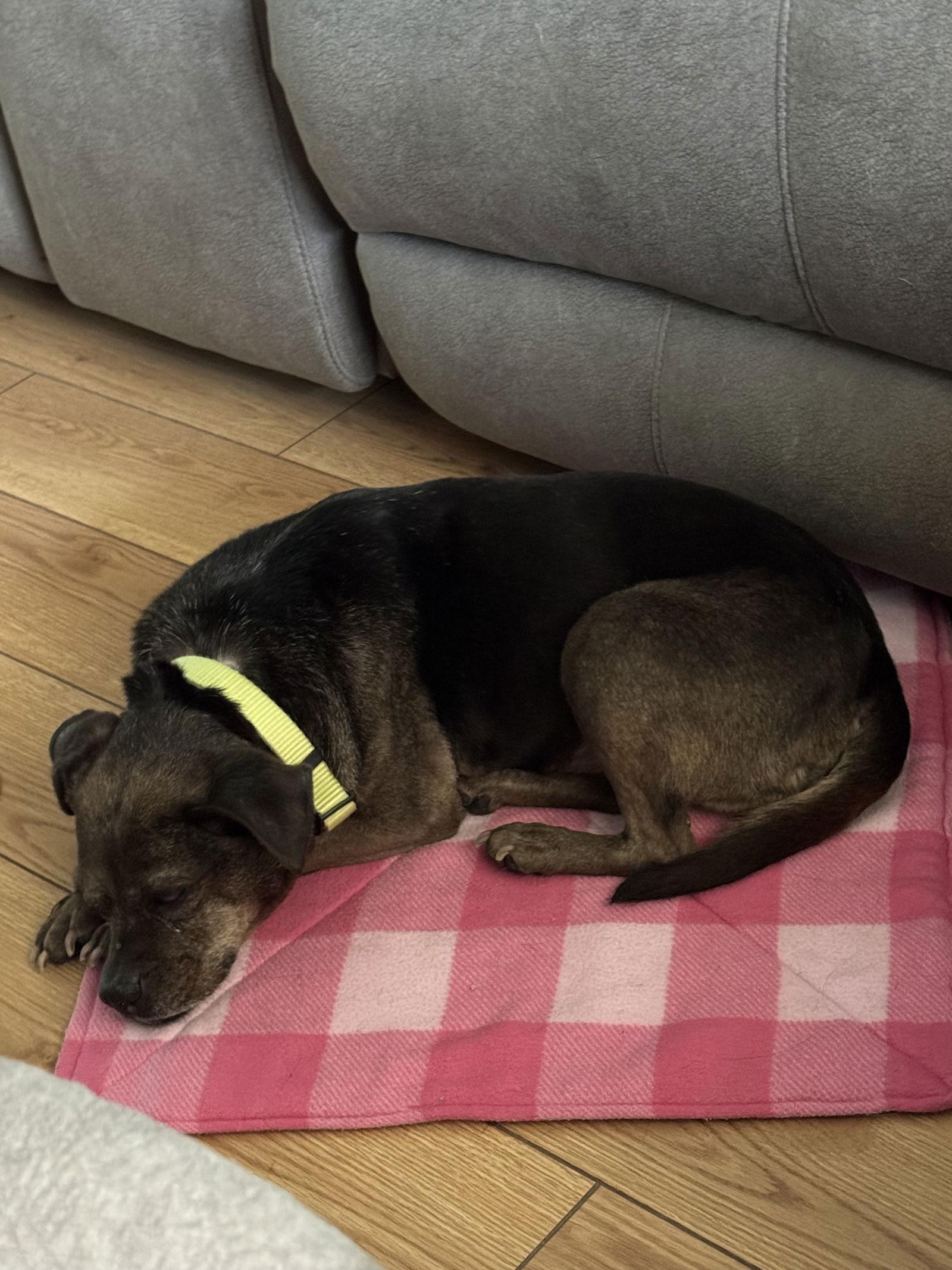 Gertie, a Adoptable Terrier in Newport, KY image 3/3