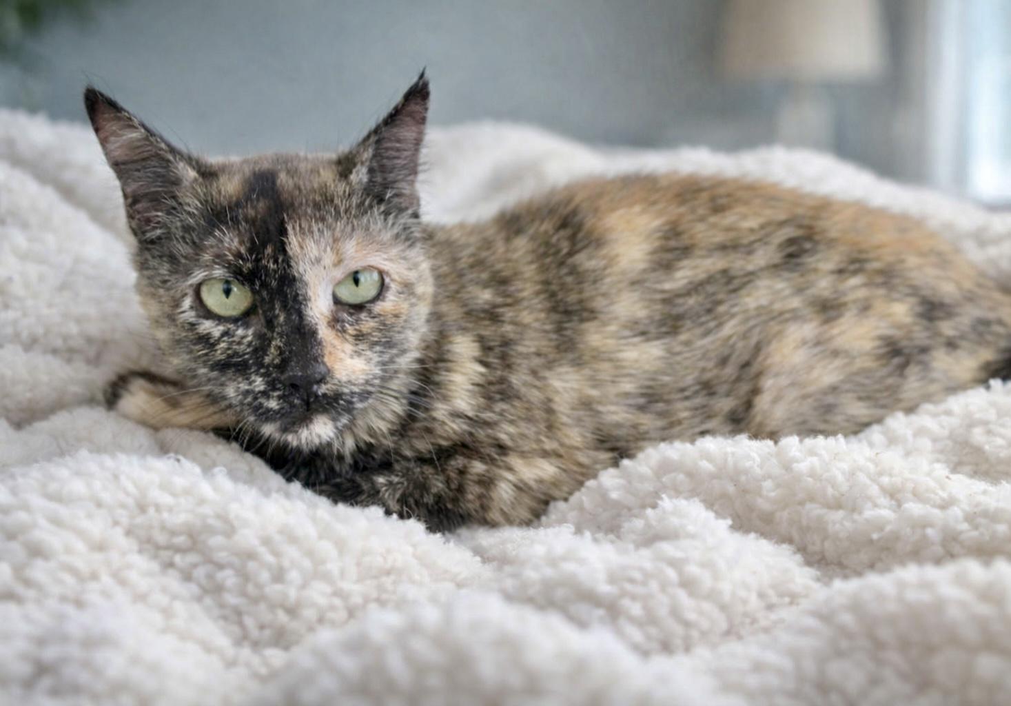 Enlarge Miranda, a ADOPTABLE Tortoiseshell in Bethel, CT image 5/6