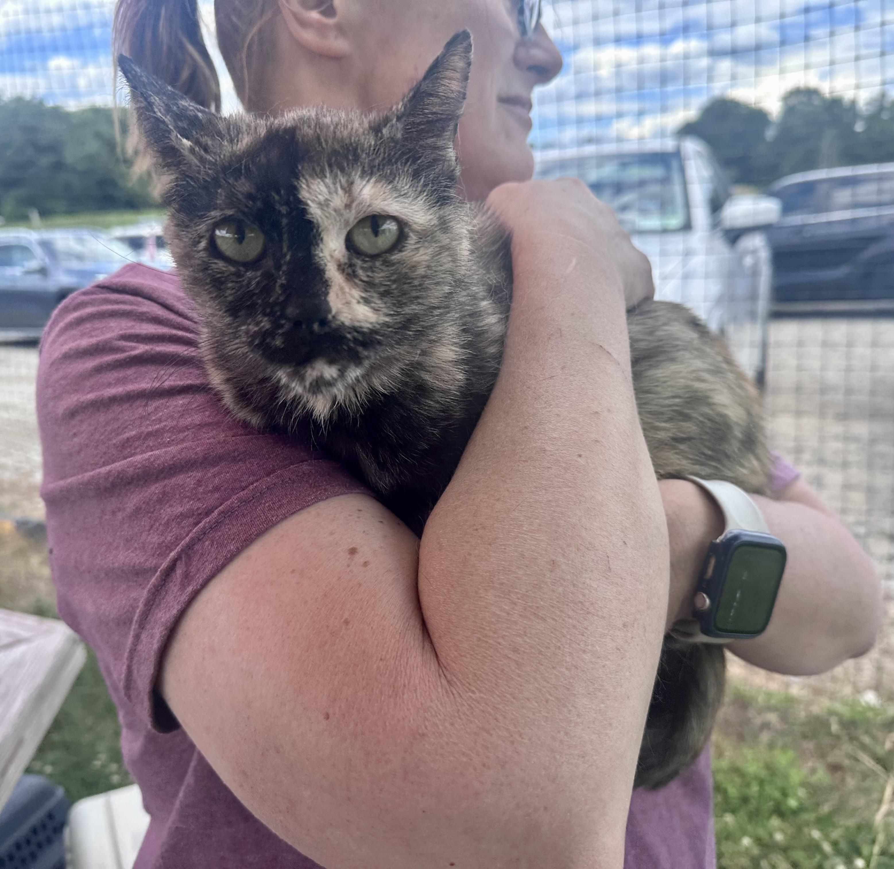 Enlarge Miranda, a ADOPTABLE Tortoiseshell in Bethel, CT image 6/6