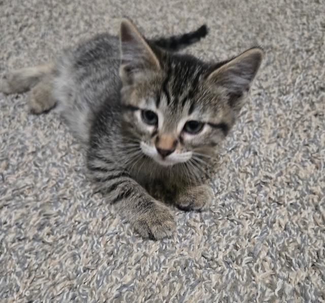 Nesta, a ADOPTABLE Tabby in Mesa, AZ image 3/4