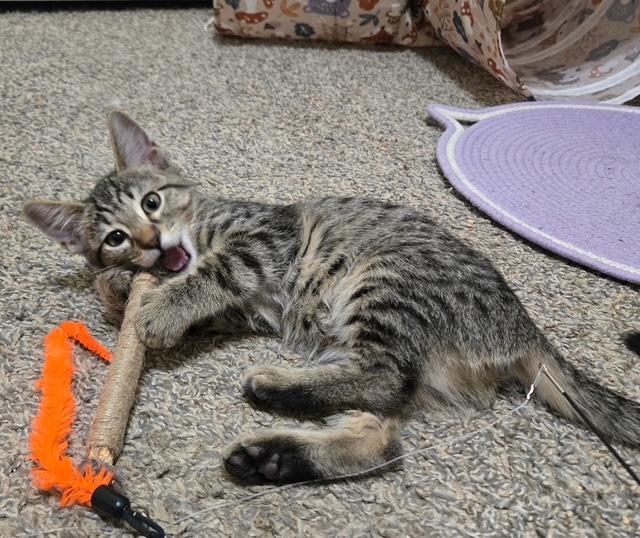 Nesta, a ADOPTABLE Tabby in Mesa, AZ image 2/4