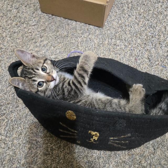 Nesta, ADOPTABLE, Kitten Female Tabby.