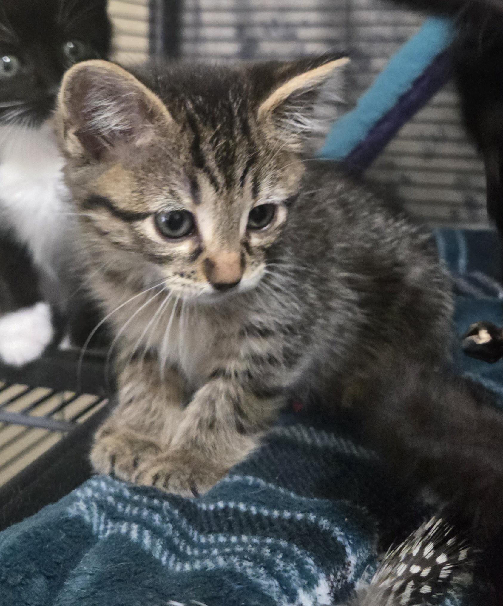 Nesta, a ADOPTABLE Tabby in Mesa, AZ image 4/4