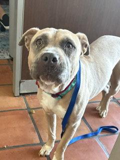 Phoebe, Adoptable, Adult Female Mastiff & Pit Bull Terrier.