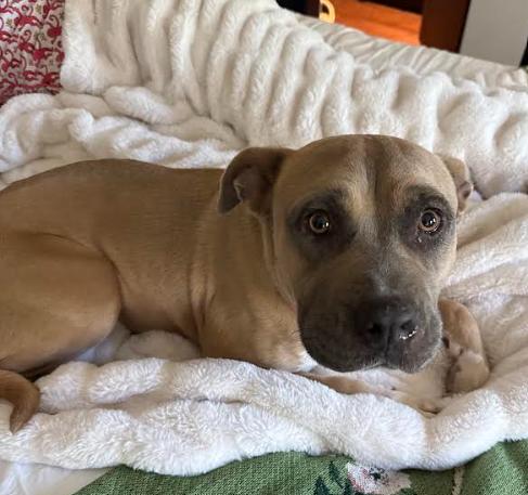Enlarge Phoebe, a Adoptable mixed breed in San Diego, CA image 2/3