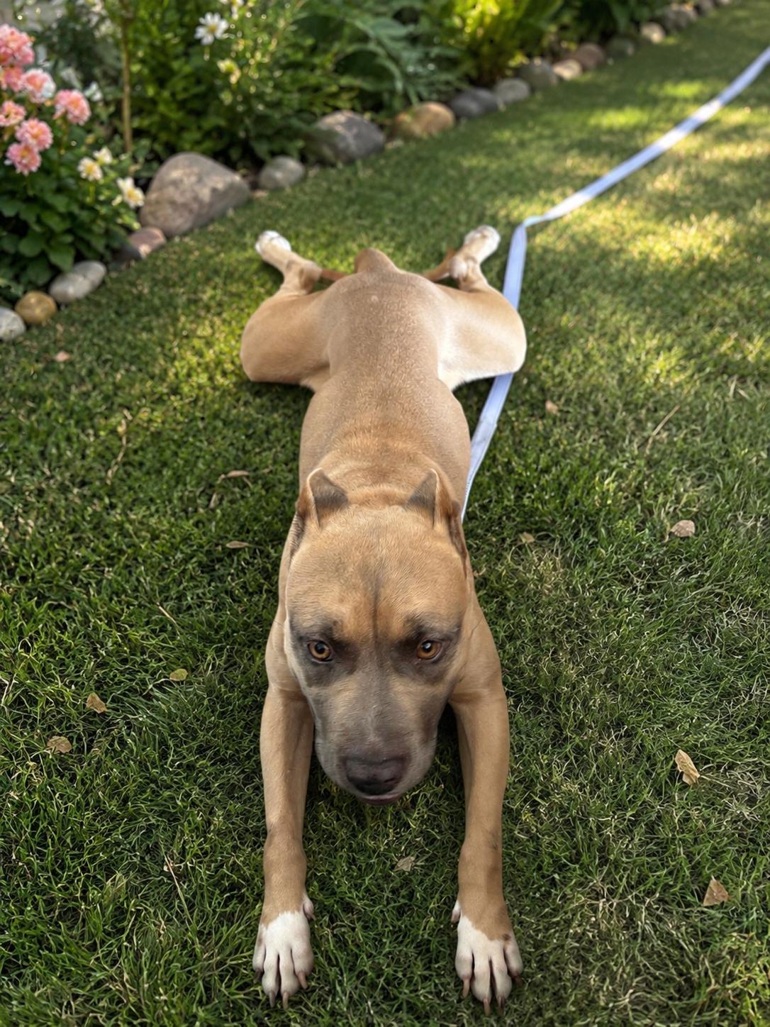 Enlarge Phoebe, a Adoptable mixed breed in San Diego, CA image 3/3