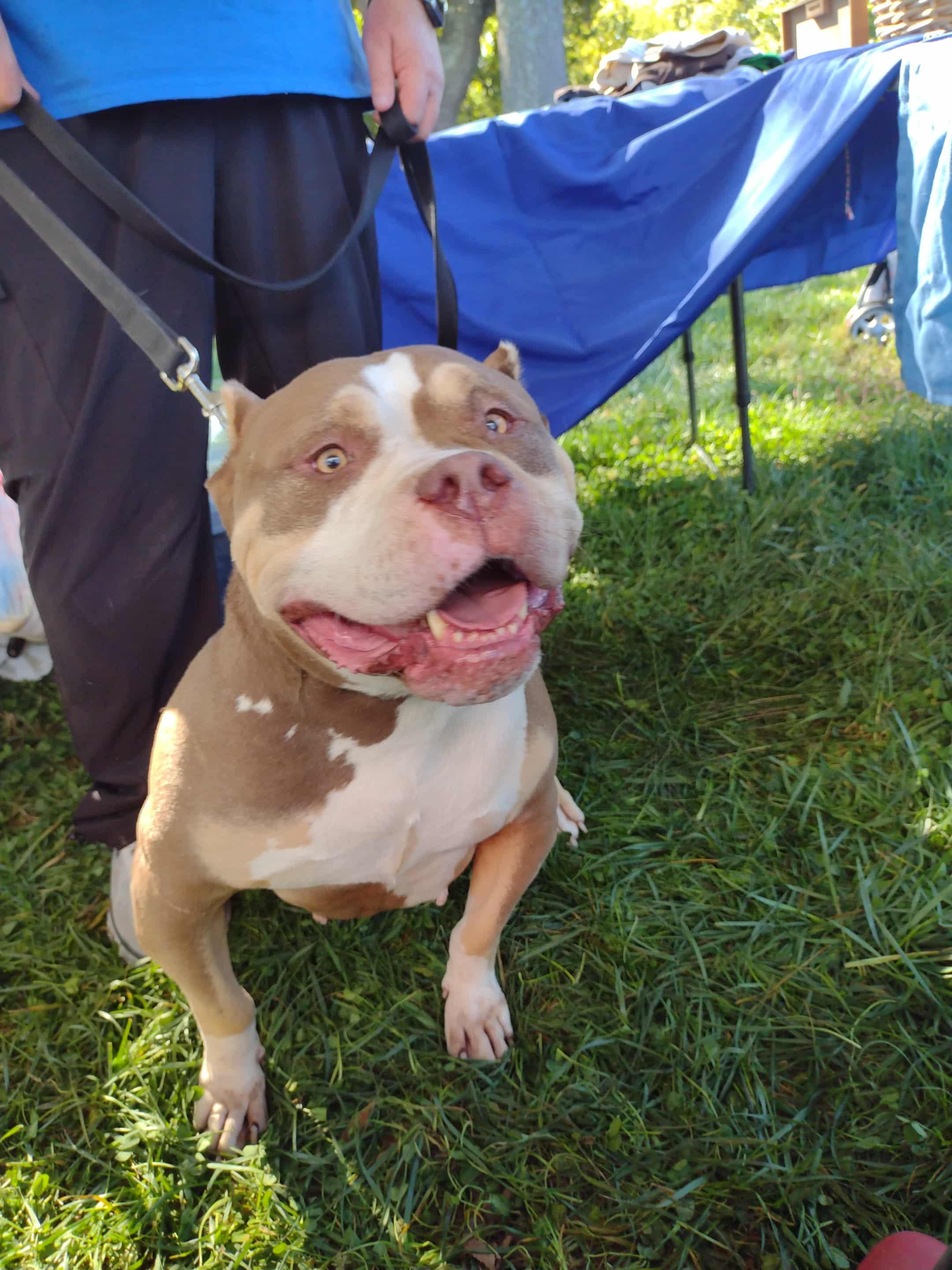 Enlarge Smiley, a Adoptable Pit Bull Terrier in Louisville, KY image 1/5