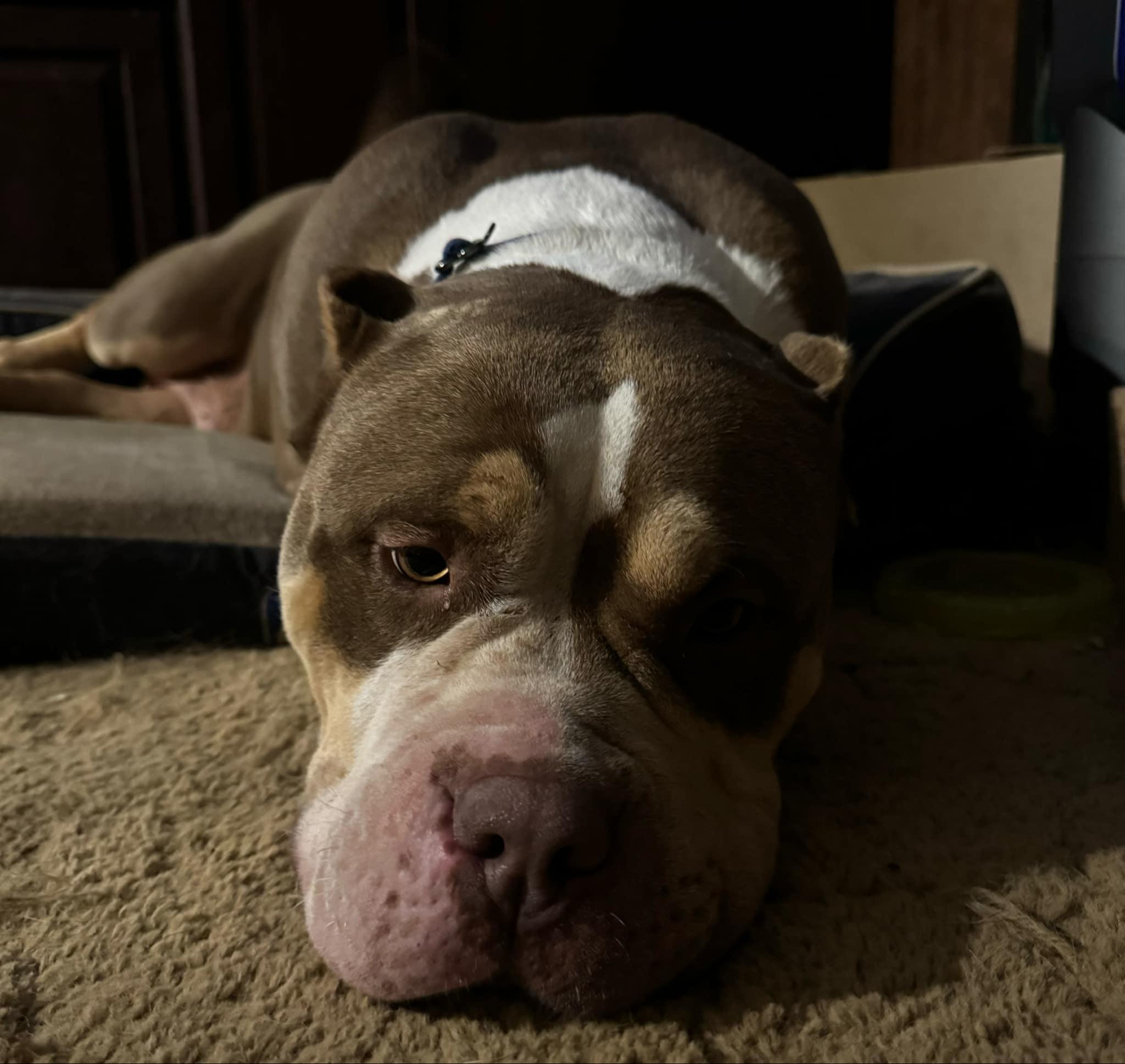 Enlarge Smiley, a Adoptable Pit Bull Terrier in Louisville, KY image 5/5