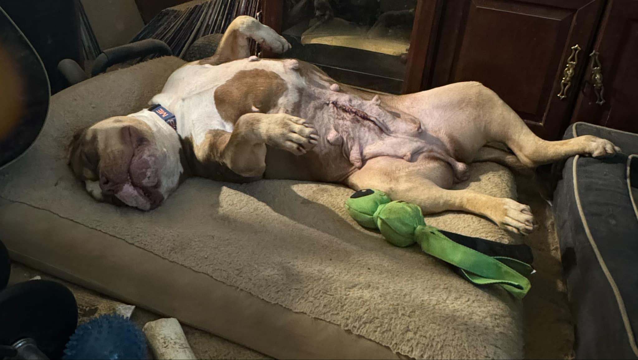 Enlarge Smiley, a Adoptable Pit Bull Terrier in Louisville, KY image 4/5