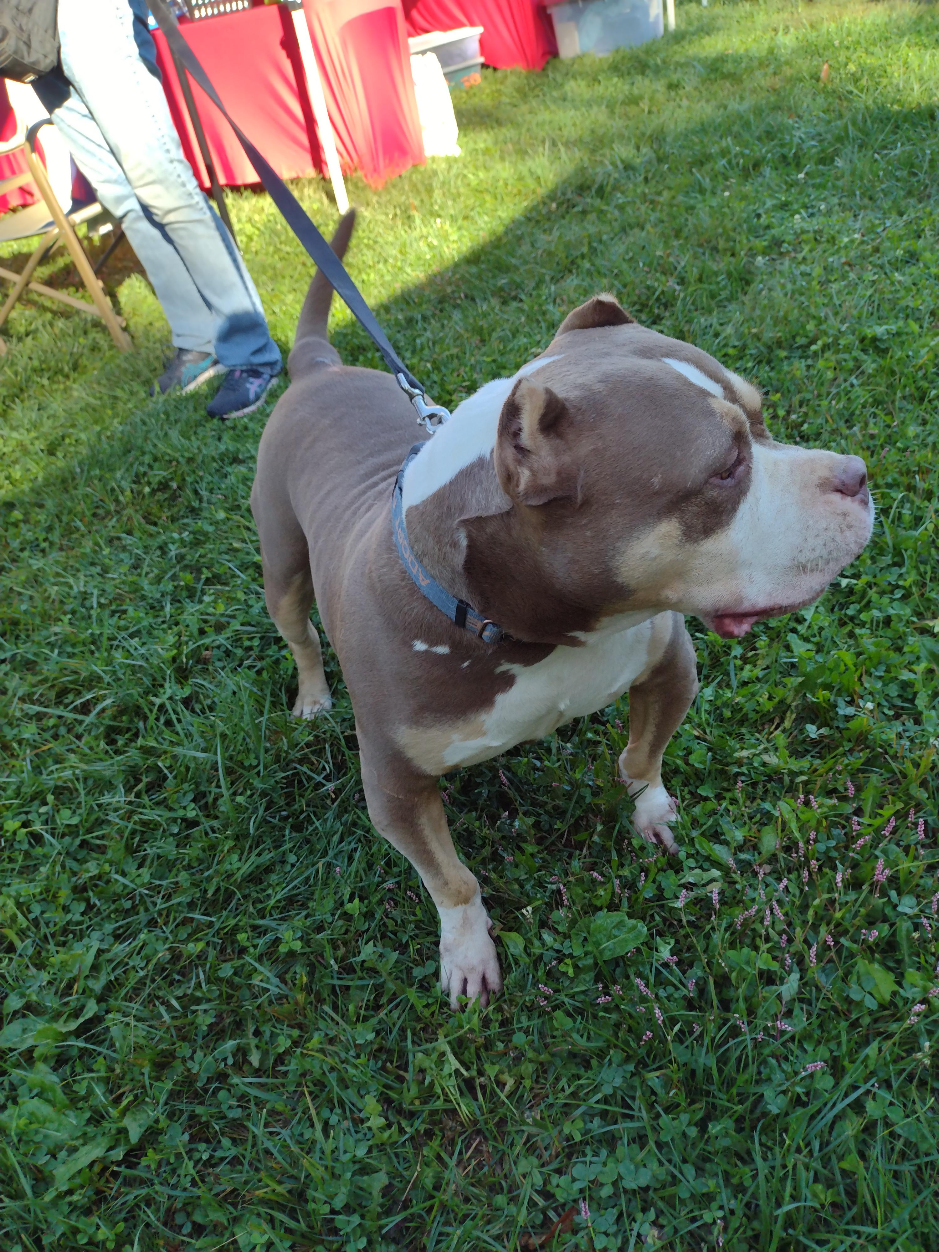 Enlarge Smiley, a Adoptable Pit Bull Terrier in Louisville, KY image 2/5
