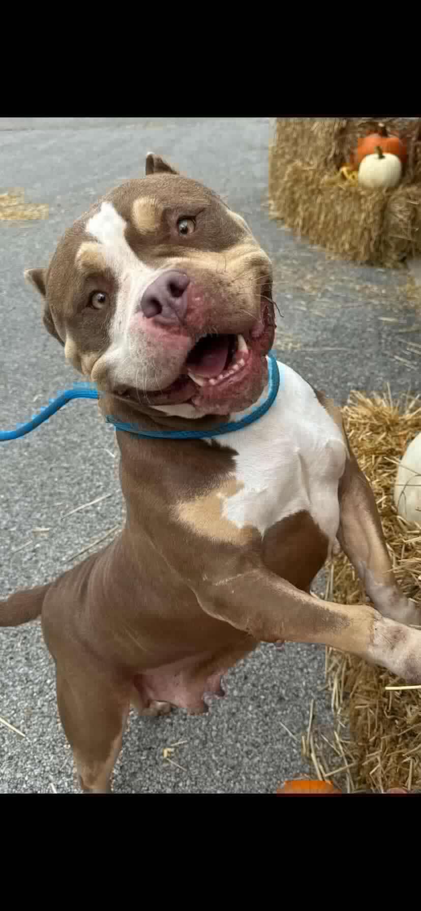 Smiley, Adult Female Pit Bull Terrier