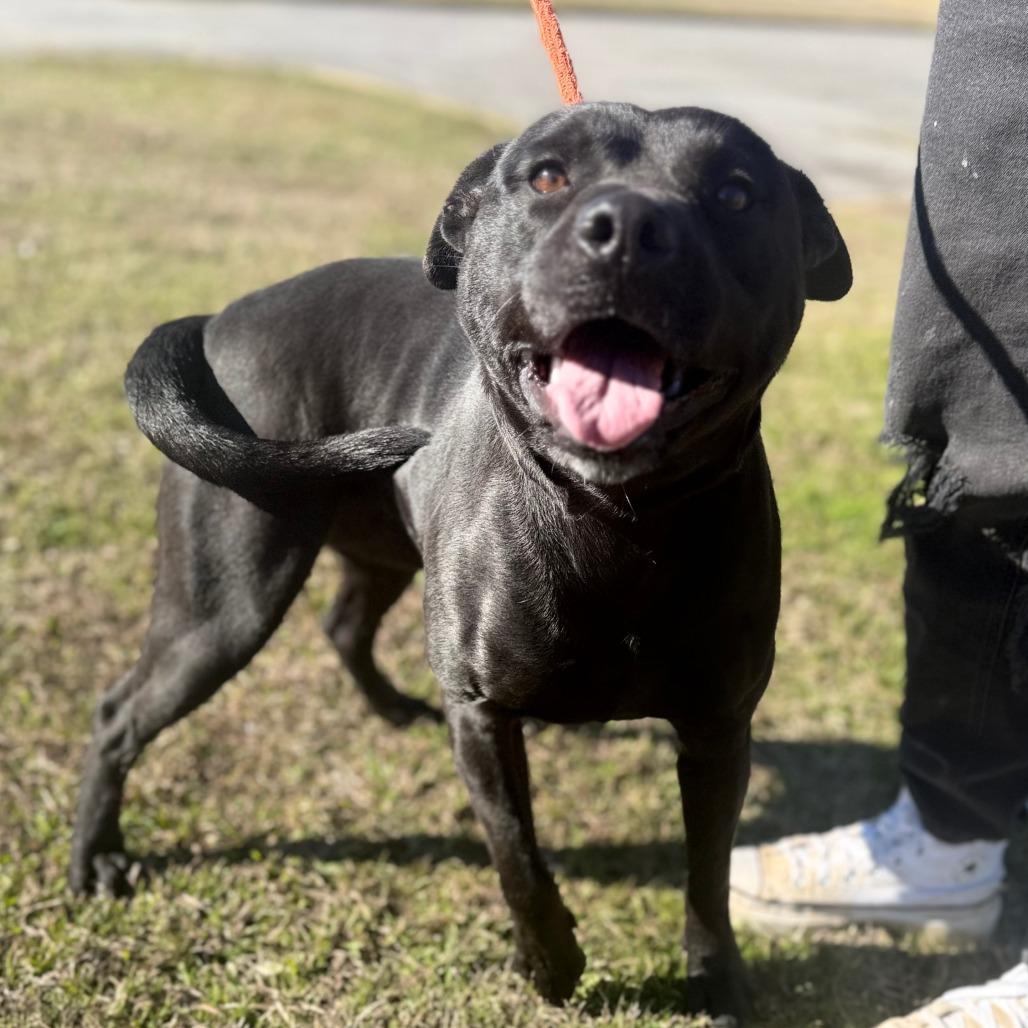 Enlarge Amigo, a Adoptable Mixed Breed in Corinth, MS image 1/1