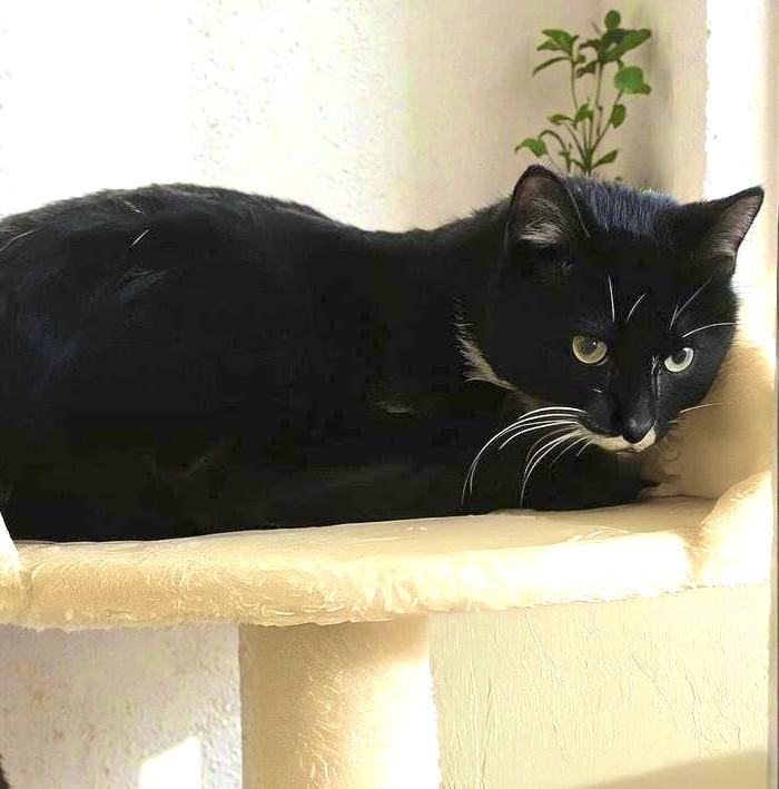 Enlarge Dolly & Barnaby: Best Buddies!, a ADOPTABLE Tuxedo in Newport, WA image 6/6