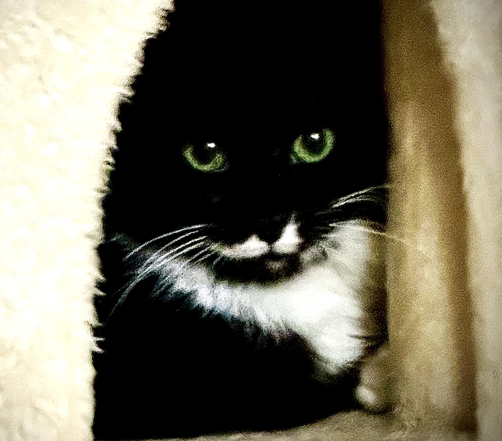 Enlarge Dolly & Barnaby: Best Buddies!, a ADOPTABLE Tuxedo in Newport, WA image 1/6