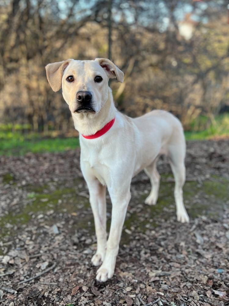 Enlarge Mellie, a Adoptable mixed breed in Jamestown, CA image 1/5