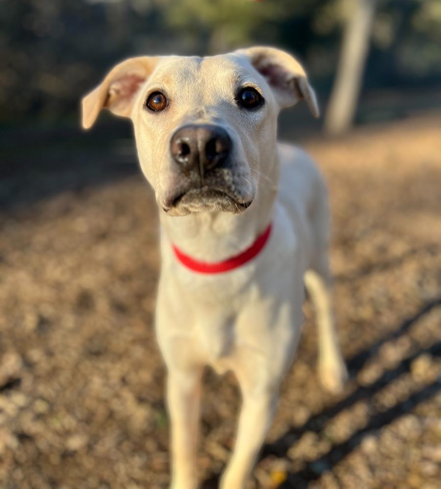 Enlarge Mellie, a Adoptable mixed breed in Jamestown, CA image 2/5